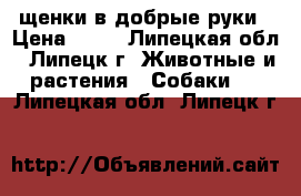 щенки в добрые руки › Цена ­ 10 - Липецкая обл., Липецк г. Животные и растения » Собаки   . Липецкая обл.,Липецк г.